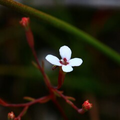 Stylidium pulchellum