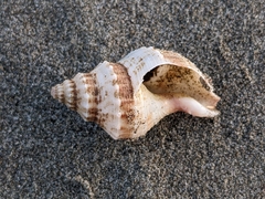 Austrofusus glans
