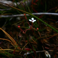 Stylidium pulchellum