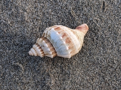 Austrofusus glans