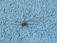 Opiliones
