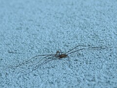 Opiliones