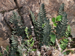 Paragymnopteris marantae marantae
