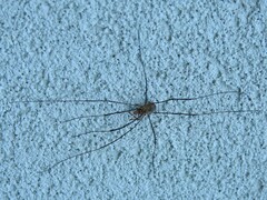 Opiliones