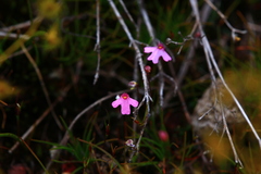 Utricularia multifida