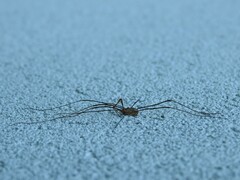 Opiliones