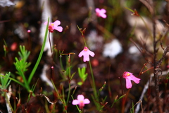 Utricularia multifida