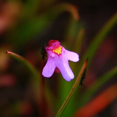 Utricularia multifida