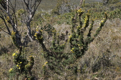 Lambertia echinata citrina