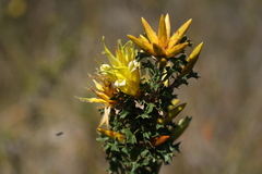 Lambertia echinata citrina