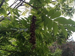 Pterocarya rhoifolia