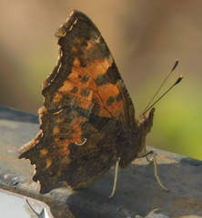 Polygonia c-album
