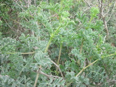 Pelargonium gibbosum