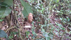 Fulgoridae
