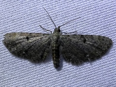 Eupithecia miserulata