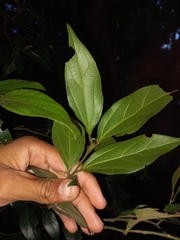 Cryptocarya triplinervis pubens