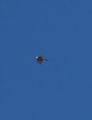 Gypaetus barbatus barbatus