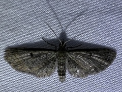 Eupithecia miserulata