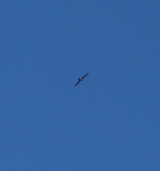 Gypaetus barbatus barbatus