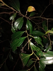 Cryptocarya triplinervis pubens