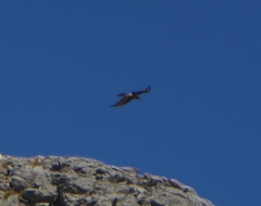 Gypaetus barbatus barbatus