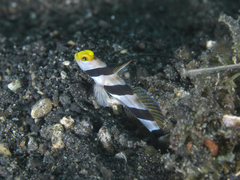 Stonogobiops nematodes