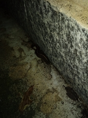 Triturus carnifex