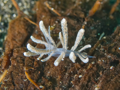 Phyllodesmium