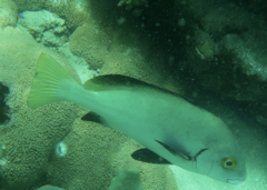 Plectorhinchus unicolor
