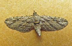 Eupithecia phoeniceata