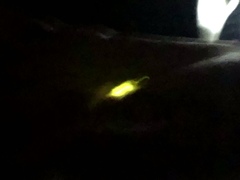Lampyris noctiluca