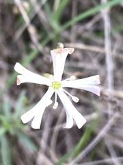 Silene sennenii