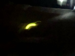 Lampyris noctiluca