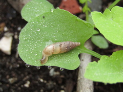 Papillifera papillaris