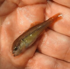 Hypseleotris galii