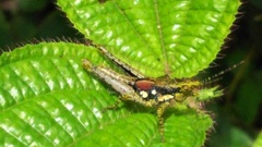 Pyrgomorphidae