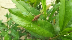 Pyrgomorphidae