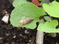 Papillifera papillaris