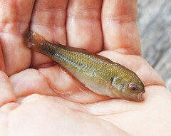 Hypseleotris galii