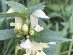 Lamium album