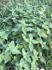 Lamium album