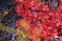 Drosera rosulata