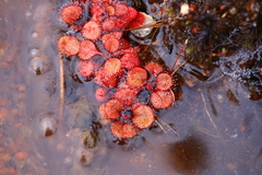 Drosera rosulata