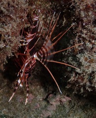 Pterois sphex
