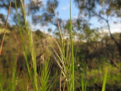 Festuca myuros