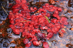 Drosera rosulata