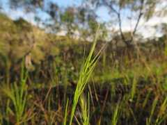 Festuca myuros