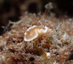 Glossodoris rufomarginata