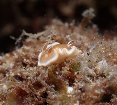 Glossodoris rufomarginata