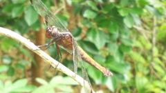 Thermorthemis madagascariensis